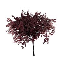 Buquê Avenca Cor Vinho Natural Decoração Arranjo Desidratado