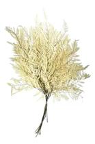 Buque Avencão Natural Alvejado Samambaia Avenca Decoração