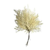 Buque Avencão Natural Alvejado Samambaia Desidratada Decoração