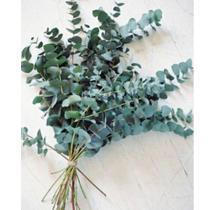 Buquê de Eucalipto Decor Sala Grande I Flores Desidratadas
