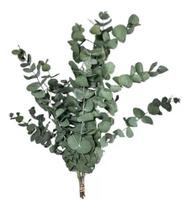Buquê De Eucalipto Desidratado Natural Decoração Casamento 50cm