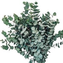 Buquê de Eucalipto para Decoração I Flores Desidratadas