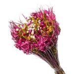 Buque De Flor Seca Estrelinha - Variações