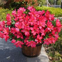 Buquê de flores artificiais INSPRING Azalea para atividades ao ar livre Buquê de flores artificiais INSPRING Azalea para atividades ao ar livre