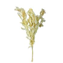 Buquê De Folhas Ruscus Desidratado Natural Alvejado Decoração