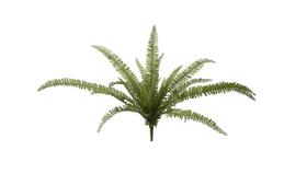 Buquê de Samambaia Buquê de Samambaia