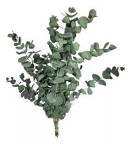 Buquê Eucalipto De Flor De Corte Desidratada Seco Decoração