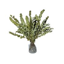 Buque Eucalipto Desidratado Natural Arranjo Decoração Vidro Buque Eucalipto Desidratado Natural Arranjo Decoração Vidro