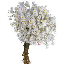 Buque Flor Margarida Branco Rodante Arranjo Floral Decoração