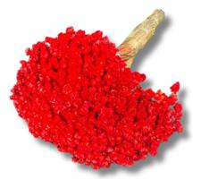 Buquê Flor Sempre Viva Vermelho Lembrancinha Desidratado Lar
