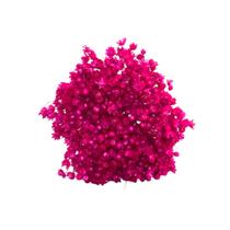 Buquê Flores Sempre Viva Desidratadas Florzinhas Secas Maço com 600 Flores Decorações Lembrancinhas Eventos Buquê Flores Sempre Viva Desidratadas Florzinhas Secas Maço com 600 Flores Decorações Lembrancinhas Eventos