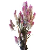 Buque Maço Celósia Argentea Natural Desidratada Crista de Galo Para Decoração, Aves e Roedores - Flores secas (Rabo de g