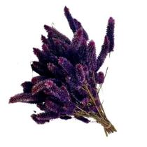 Buque Maço Celosia Rabo de Gato - Flores Desidratadas