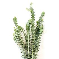 Buque Mini Eucalipto Desidratado