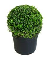 Buxinho Natural - Plantas Direto Do Produtor, 1 Muda