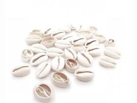 Búzio aberto pequeno Búzio aberto pequeno