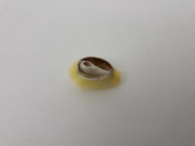 Búzio Branco Aberto Para Candomblé Umbanda Artesanato Búzio Branco Aberto Para Candomblé Umbanda Artesanato