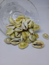 Buzio Gema Natural Fechado Pacote 50g