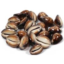 Búzios Africanos Marrons Naturais Fechados Pacote 500g para Artesanato