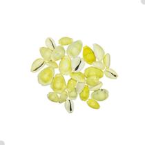 Búzios Gema Grande Fechada Original Ritual Candomblé 100g Búzios Gema Grande Fechada Original Ritual Candomblé 100g