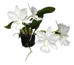 C. Walkeriana E. C. X F. G. Alba - Corte - Adulta Oferta-10