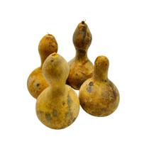 Cabaça mini - unidade Cabaça mini - unidade