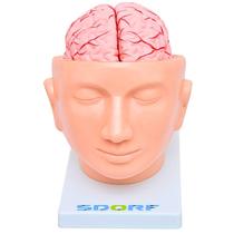 Cabeça com cérebro em 9 partes - sd5037 - sdorf Cabeça com cérebro em 9 partes - sd5037 - sdorf