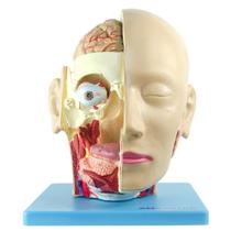 Cabeça Humana Com Caixa Craniana, Cérebro E Crânio Em 4 Pts - Anatomic