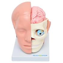 Cabeça Humana com Cérebro em 10 partes
