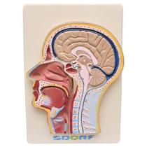 Cabeça Humana com Secção Mediana, Crânio e Cérebro