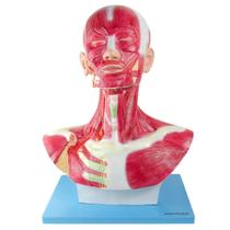 Cabeça Humana e Pescoço Musculado, Anatomia