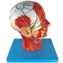 Cabeça Humana em Metade com Musculatura e Corte Mediano, Cérebro