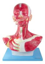Cabeça Humana Pescoço C/ Musculos Tamanho Real Anatomi 46cm