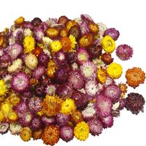 Cabeças de flor de margarida secas CITYES 240 unidades multicoloridas com corda