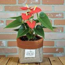 Cachepô 15cm Contém Amor