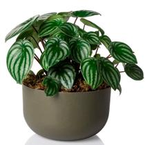 Cachepô Coleção Due N6 Pote 21 Vaso Raiz 24x14 Cores Variada Cachepot