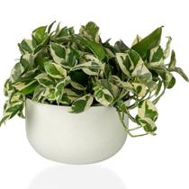 Cachepô Coleção Due N6 Pote 21 Vaso Raiz 24x14 Cores Variada Cachepot