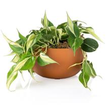 Cachepô Coleção Due N6 Pote 21 Vaso Raiz 24x14 Cores Variada Cachepot