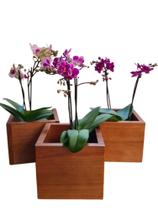 Cachepô em Madeira kit 3 peças