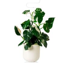 Cachepô Vaso Decorativo Grande 25,7cm Raiz Due para Plantas Ideal Pote Produtor N. 24 Várias Cores