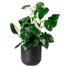 Cachepô Vaso Decorativo Grande 25,7cm Raiz Due para Plantas Ideal Pote Produtor N. 24 Várias Cores