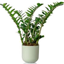 Cachepô Vaso Decorativo Grande Raiz Para Plantas Pote 25,7Cm