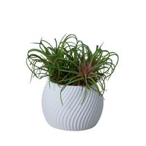 Cachepot Boleado P - Adornos