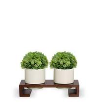 Cachepot Duo Odete Em Cerâmica Com Suporte Em Madeira