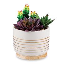 Cachepot em ceramica com suculenta permanente