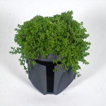 Cachepot The Mandalorian Star Wars Cachepot The Mandalorian Star Wars