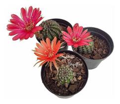 Cacto Adulto Raro Cactus Lobivia Tiegeliana Cores Variadas Cacto Adulto Raro Cactus Lobivia Tiegeliana Cores Variadas