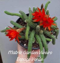 Cacto Amendoim - Muda de Suculenta em Vaso 09