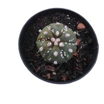 Cacto Astrophitum Asterias Top Raro Colecionavel Cacto Astrophitum Asterias Top Raro Colecionavel