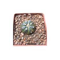 Cacto Astrophytum Asterias variegata pote 9 (pequeno) Cacto Astrophytum Asterias variegata pote 9 (pequeno)